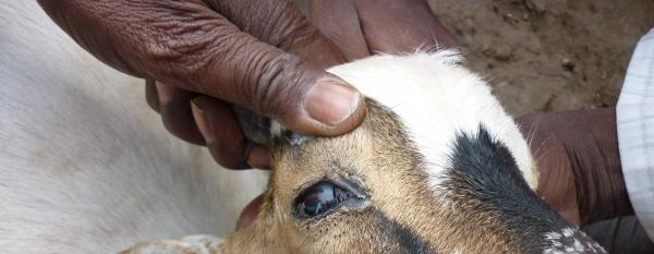 Peste des petits ruminants. © Cirad