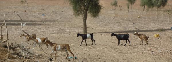 Peste des petits ruminants. © Cirad