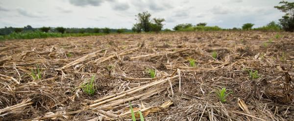 "Le sol est une ressource fragile qui doit être gérée avec soin et sauvegardée pour les générations futures." Extrait du manifeste © R.Belmin, Cirad