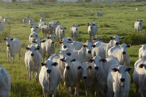 Le projet TerrAmaz vise à concilier lutte contre la déforestation et développement agricole © R. Poccard-Chapuis, Cirad