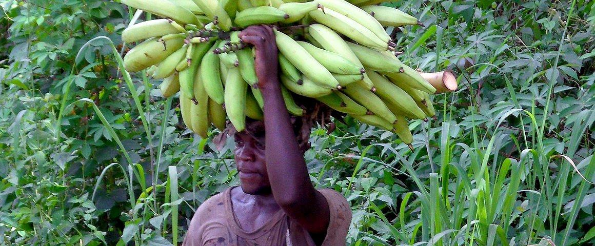 In West and central Africa, demand for plantain bananas is double the current supply © S. Dépigny, CIRAD