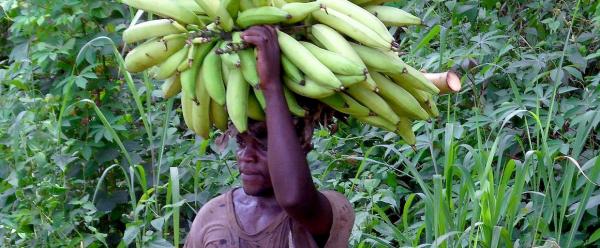 In West and central Africa, demand for plantain bananas is double the current supply © S. Dépigny, CIRAD