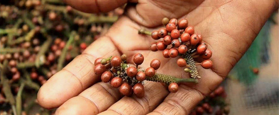 In Madagascar, voatsiperifery is an endemic wild pepper that is highly coveted. However, its exploitation means destroying its environment © CIRAD, J. Queste