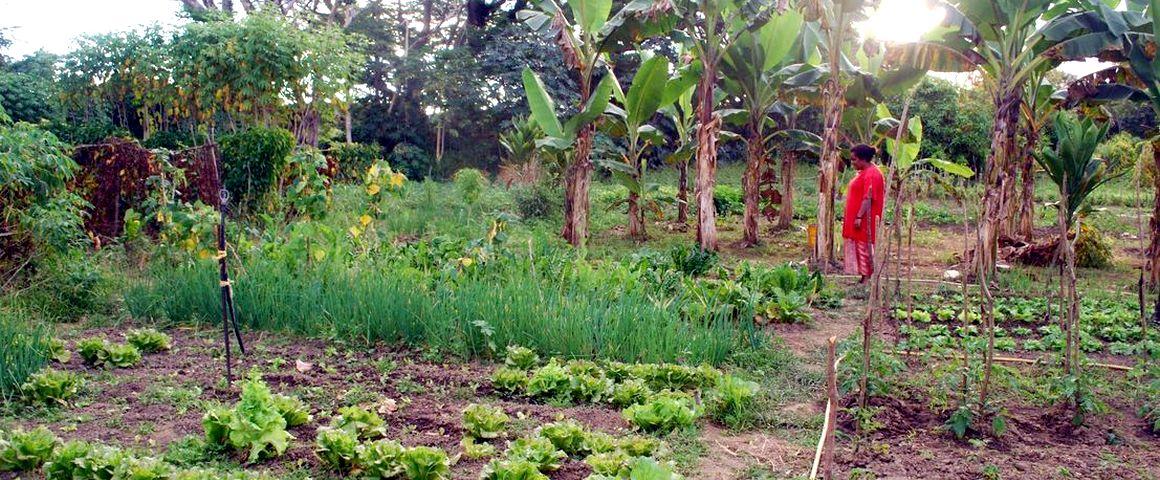 Un potager en Nouvelle-Calédonie © IAC-Coulon