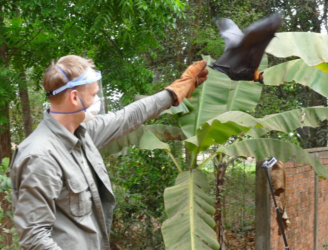 Julien Capelle relâche une chauve-souris équipée d’une balise GPS pour suivre ses déplacements et mieux connaitre ses habitudes alimentaires © N. Furey, FFI