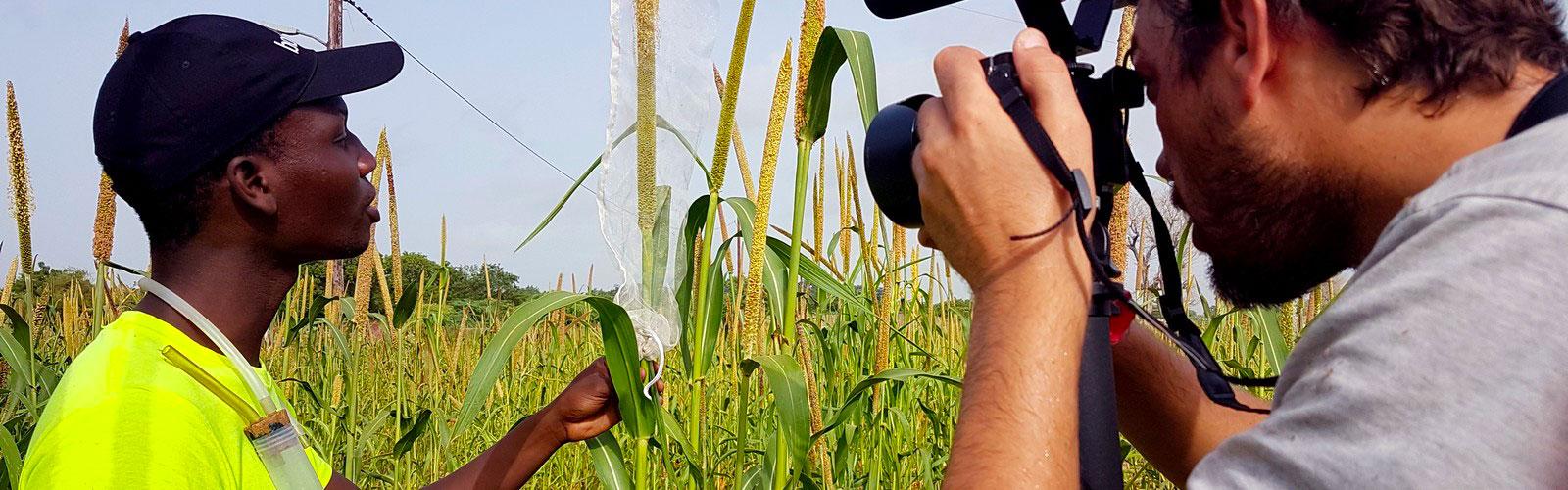 Filming © C. Dangleant, CIRAD