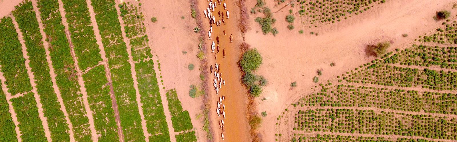 Sahel, vue de drone © J. Bourgoin, Cirad