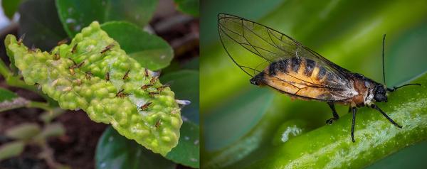 Trioza erytreae is capable of transmitting the bacterium responsible for the most serious form of HLB © A. Franck, CIRAD