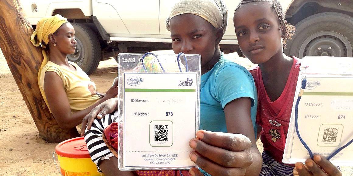 Digital technology is facilitating local milk collection, in this case in Senegal © J. D. Cesaro, CIRAD