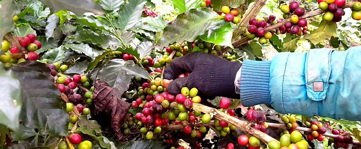 Récolte de café au Vietnam dans le cadre du projet © BREEDCAFS