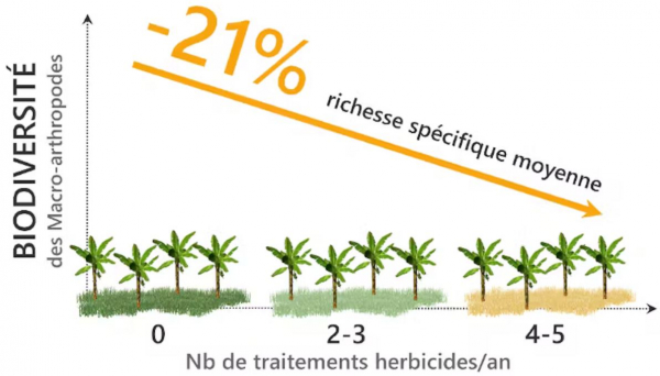 Réduction de la diversité des invertébrés du sol dans les parcelles de bananes étudiées en fonction de la fréquence d’application du glyphosate