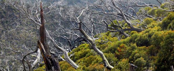 Dans les montagnes du Costa Rica, des arbres secs nous rappellent l'incendie survenu quelques années auparavant. Le changement climatique aura des implications majeures sur les feux de forêts. © B. Locatelli, Cirad