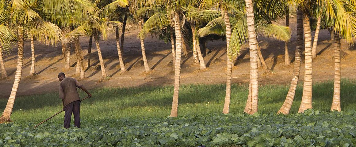 © Raphaël Belmin, Cirad