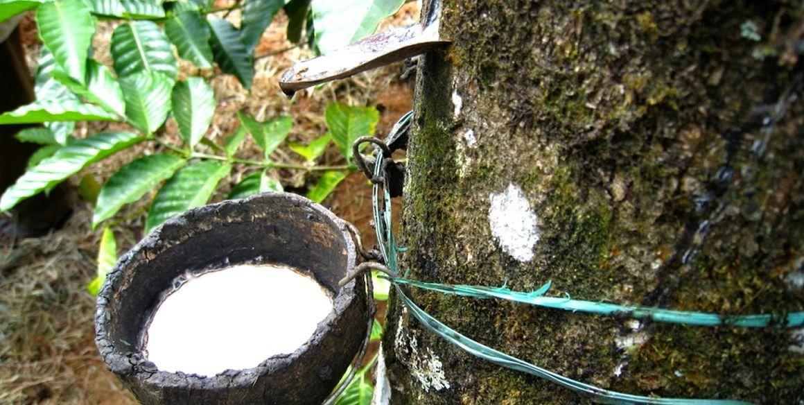 Harvesting latex from rubber trees © I. Vagneron, CIRAD