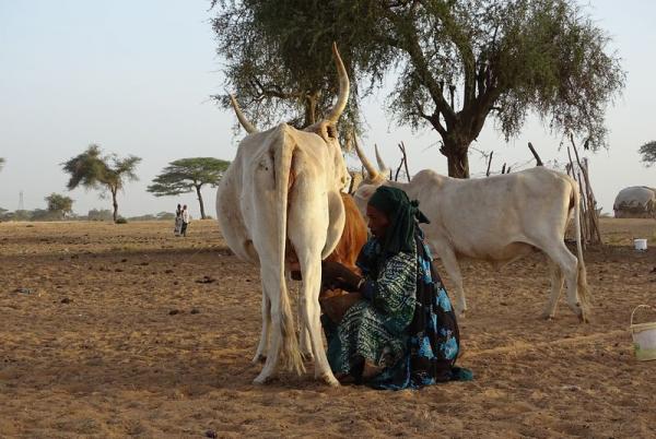 L'emploi des jeunes est un des défis majeurs du Sahel. L'économie alimentaire, dont l'agropastoralisme, emploie déjà 2 personnes sur 3. Ici, traite dans un campement Peul du Diéri au Sénégal. © J.D. Cesaro, Cirad