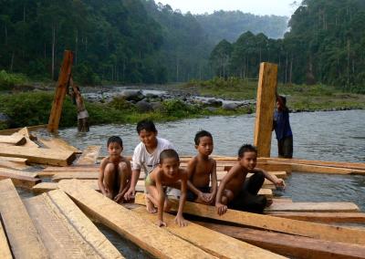 Logs of damar wood from agroforests, Indonesia. (© H. Forest/CIRAD)