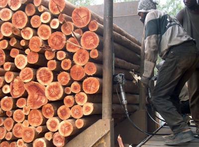 Cerclage des fardeaux d’eucalyptus, Congo © D. Louppe/Cirad