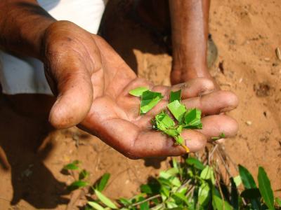 New forest productions: essential oils, Madagascar (© P. Montagne/CIRAD)