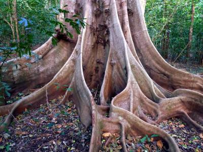 Trees capture atmospheric carbon and protect soils, two essential services for fighting climate change (© B. Locatelli/CIRAD)