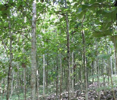 Teak plantation. (© G. Chaix/CIRAD)