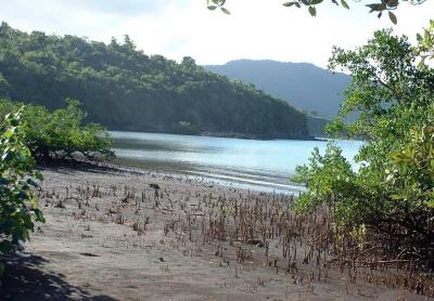 Mangrove swamps, Mayotte. (© C. Maillet/CIRAD)