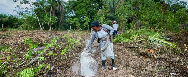 Forest restoration operation in Pará state, Brazil, using agroecological practices focusing on au soil health and making wide use of local biodiversity © Ianca Moreira, Refloramaz