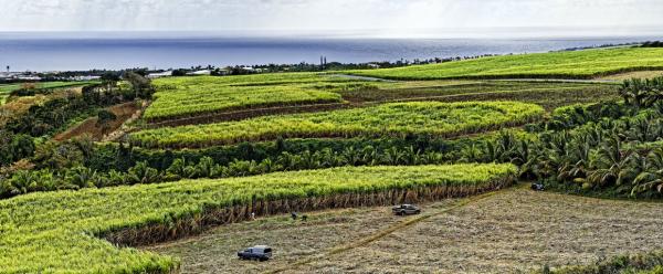 Farmers in the French overseas regions face shared agriculturconstraints and challenges © R. Carayol, CIRAD