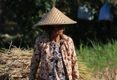 Balinese farmer © A. Rival, CIRAD