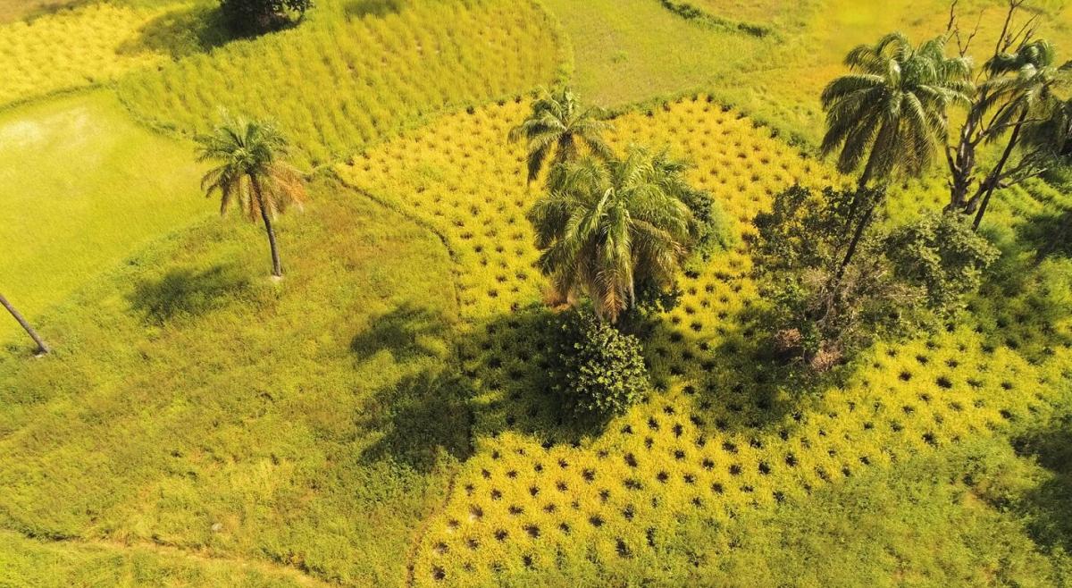 Rizières autour de Kolda au Sénégal © S. Taugourdeau, Cirad