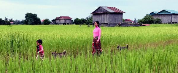 Une famille et ses chiens dans une rizieres au Cambodge  © H. Guis, Cirad