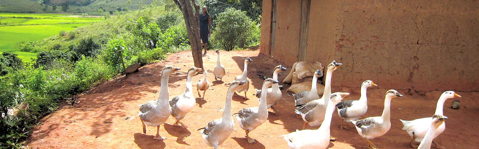 Poultry on a market in Mali. S. Molia, © CIRAD