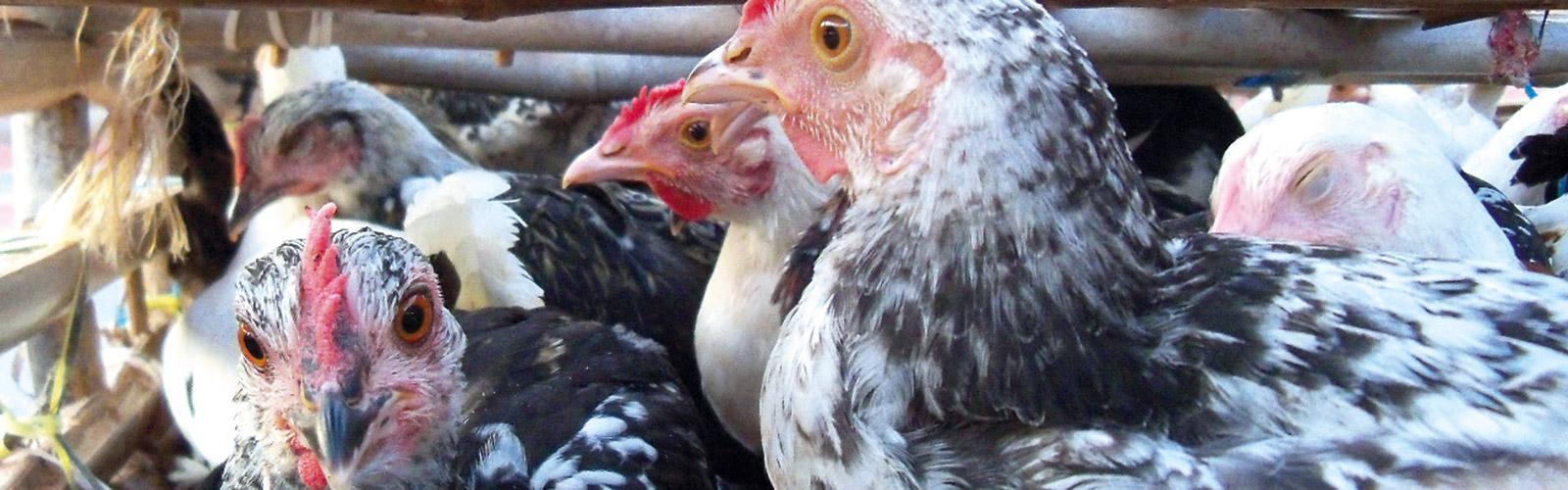 Poultry at a market in Mali S. Molia, © CIRAD