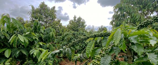 Mixed coffee and durian plot © C. Rigal, CIRAD