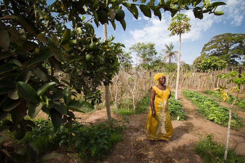 Une maraîchère de Casamance dans sa parcelle horticole associant l’arboriculture fruitière (agrumes, manguiers, papaye) et le maraîchage (oignon, choux, aubergine amère, etc.). Ce type de système utilise l’eau avec efficience : chaque goutte d’eau d’irrigation non-utilisée par les cultures alimente les racines sous-jacentes des arbres © R. Belmin, Cirad