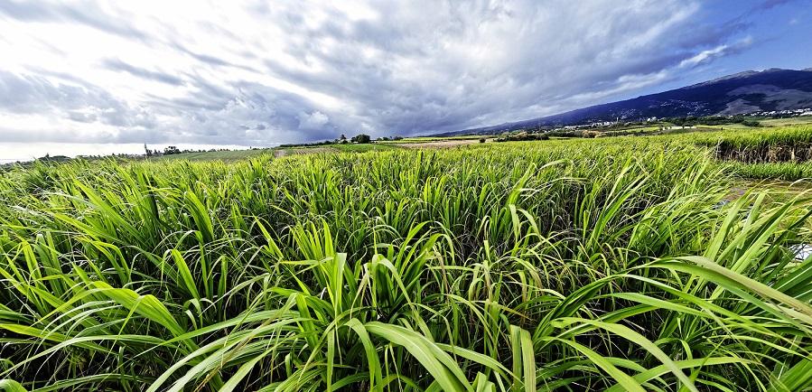 Sugarcane field © R. Carayol, CIRAD