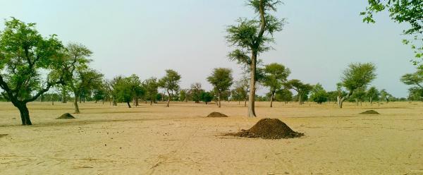 Sols peu avant la saison des pluies près de Diohine au Sénégal © A. Fallot, Cirad