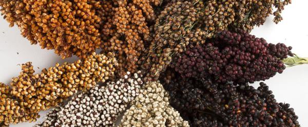 Different sorghum varieties © S. Champion