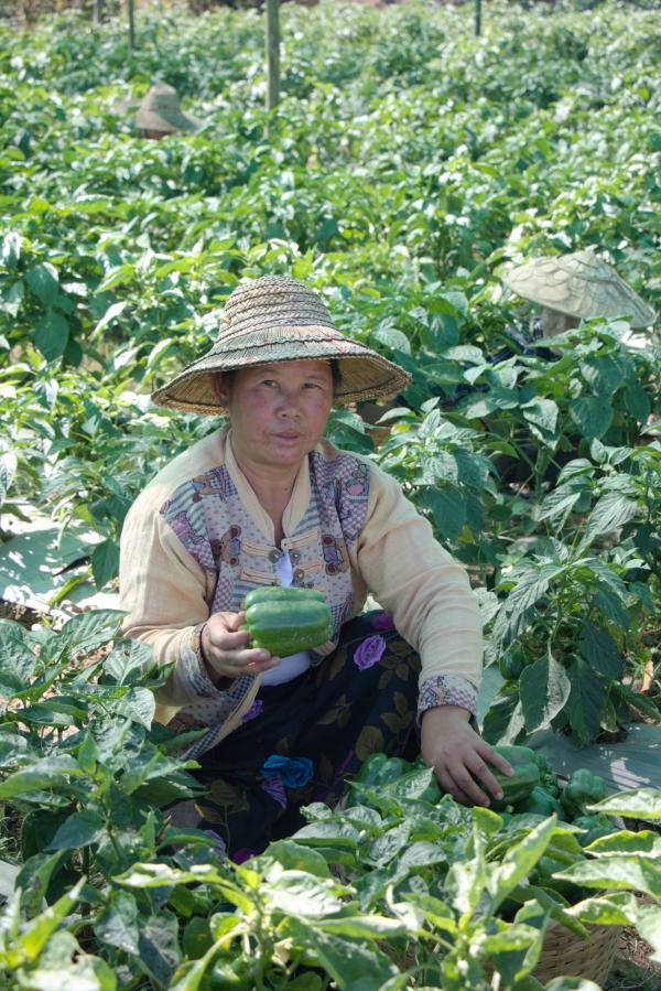 Southern Shan state, sweet pepper picker. © Isabelle Vagneron, CIRAD