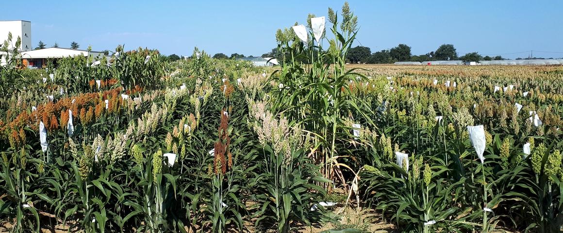 Des dizaines de variétés de sorgho sont actuellement à l'essai dans la région Occitanie, en France. Ici, sur la station LIDEA à Mondonville. © D. Pot, Cirad