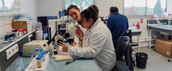 Une équipe du Cirad, spécialisée sur les tiques, a détecté le virus de la FHCC dans des tiques de l'espèce Hyalomma marginatum pour la première fois en France.