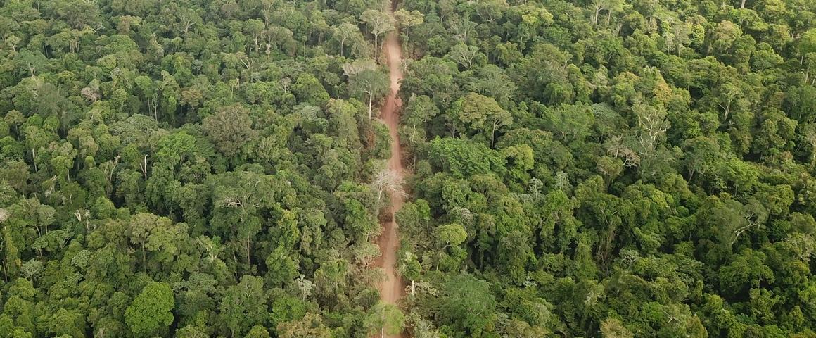 La construction de routes en pleine forêt engendre souvent des dégradations et une fragilisation des écosystèmes. Pour éviter cet écueil, les exploitations durables de bois dressent des inventaires des espèces d'arbres à éviter, et cartographient consciencieusement le territoire. © C. Bourgoin, Cirad