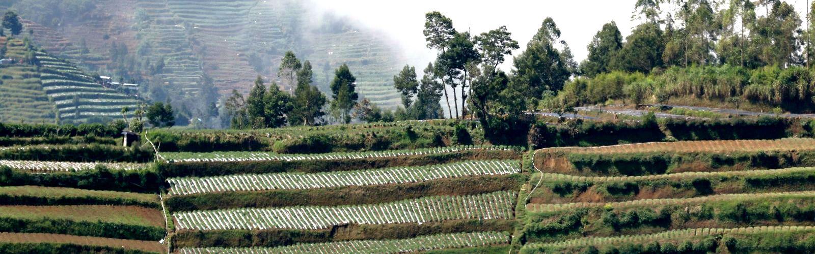 Cultures maraîchères en terrasses sur le plateau de Dieng à Java Centre (Indonésie). © A. Rival, Cirad