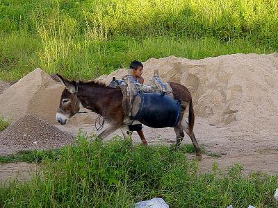 Transport de l'eau à dos d'âne au Cearà, Brésil © J. Burte, Cirad