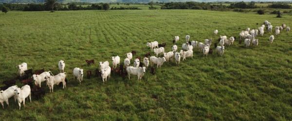 A Paragominas au Brésil, la mise en place de pâturages tournants améliore la productivité à l'hectare et encourage les éleveurs à laisser en friche les zones en pente, difficiles d'accès pour le travail agricole © R. Poccard-Chapuis, Cirad