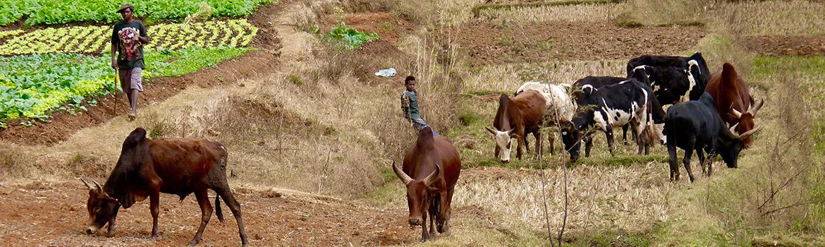 Troupeau de zébus à Madagascar © C. Picard, Cirad