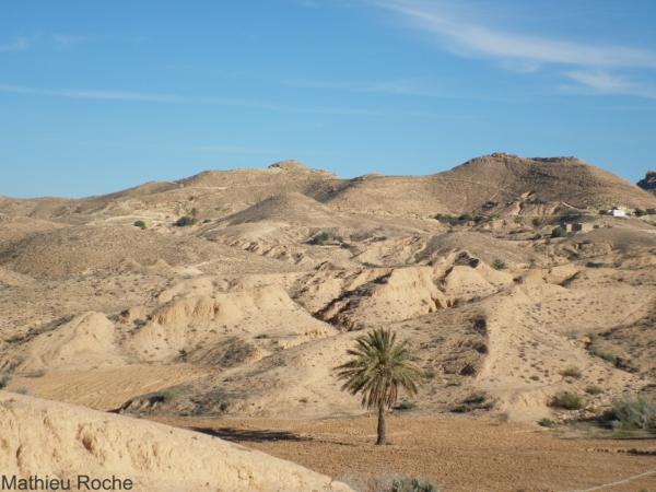 Arbre isolé dans le Sud tunisien. © Cirad, M. Roche