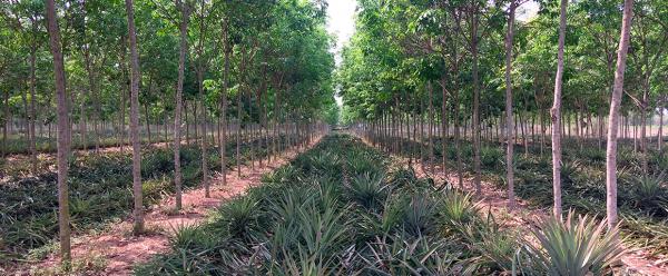 Intercropping pineapple with immature rubber trees in village plots in Thailand © A. Thomazeau, CIRAD