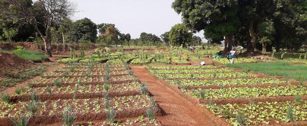 Périmètre maraicher urbain à Bouaké, Côte d'Ivoire. © T. Martin, Cirad