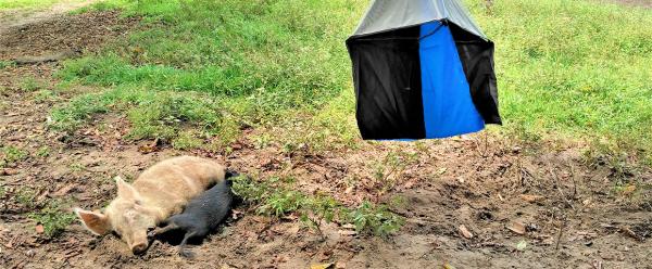 Cochons faisant la sieste, à l'abri près d'un piège à mouches tsé-tsé, vectrices des trypanosomes au Burkina Faso.  © G. Gimonneau, Cirad