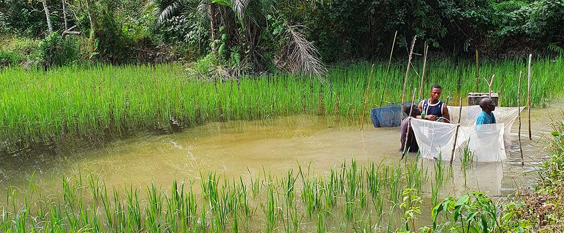 Pisciculture en étang de tilapia. Guinée Conakry".  © L. Fertin-ISEM